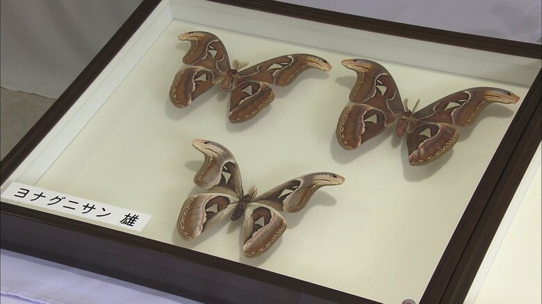 「ヨナグニサン」のオスの標本