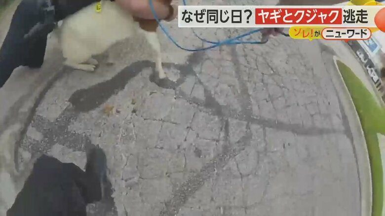 警察官のボディカメラが捉えたヤギをタックルし捕獲する瞬間の映像③