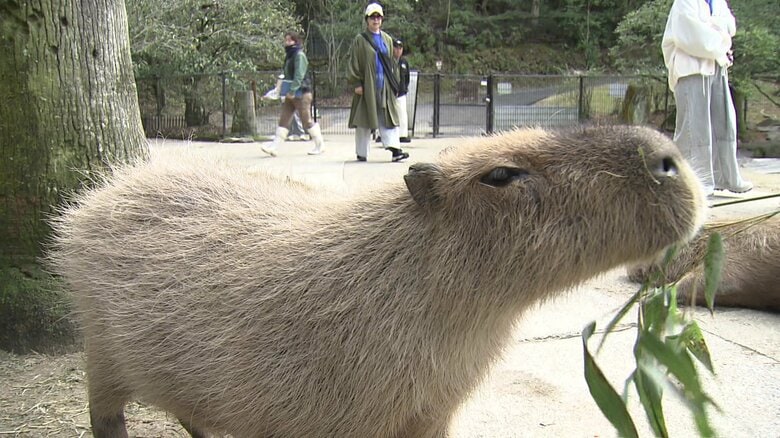 直接触れ合うことができるカピバラ