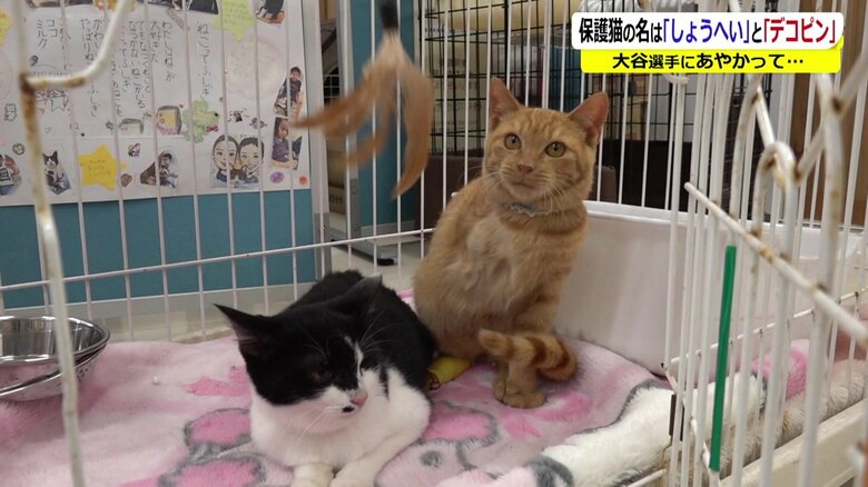 右前足を切断したしょうへい君（右）