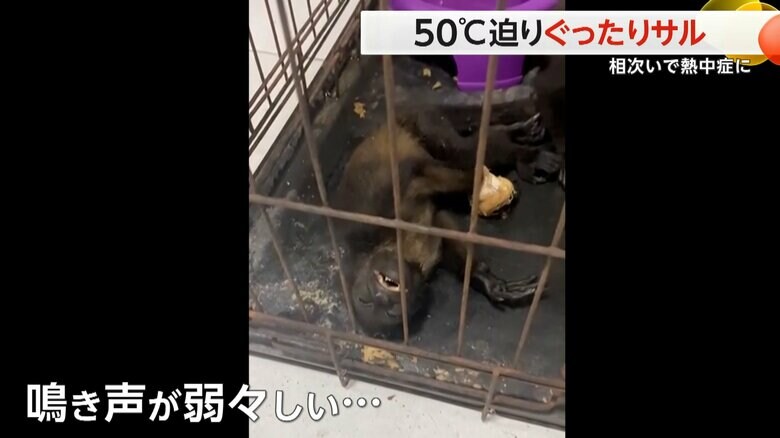 サルの鳴き声はかなり弱々しくなっていた