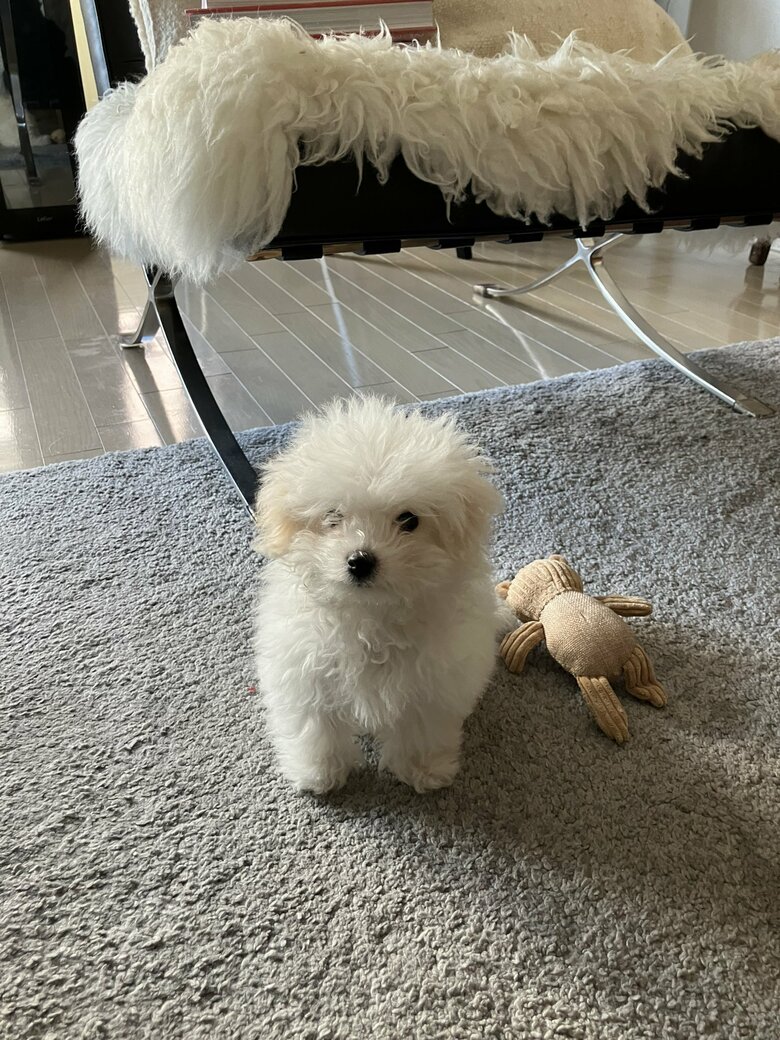 提供：白く、柔らかな犬さん