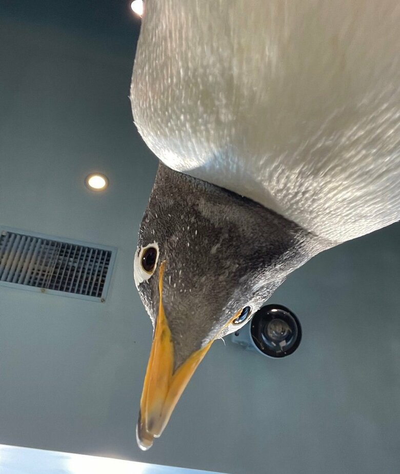 下から見たジェンツーペンギン（提供：長崎ペンギン水族館）