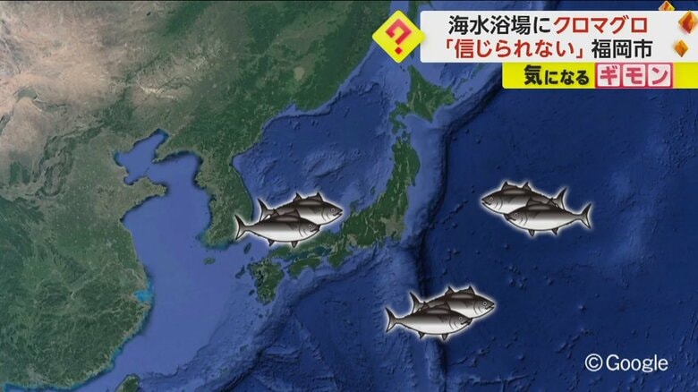 太平洋や東シナ海に生息するクロマグロは産卵期の夏に向けて日本海に移動してくることはあるという
