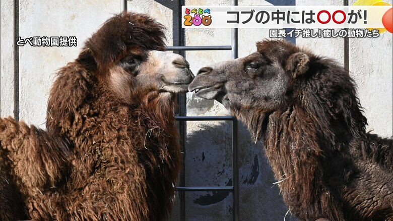 鼻と鼻を触れあわせて仲むつまじい様子を見せてくれる。