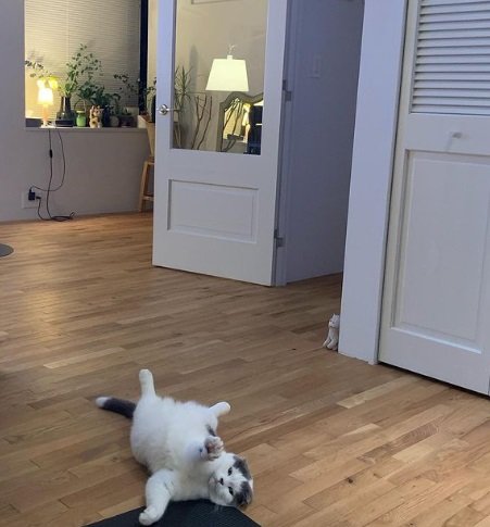 転がるオッタくん