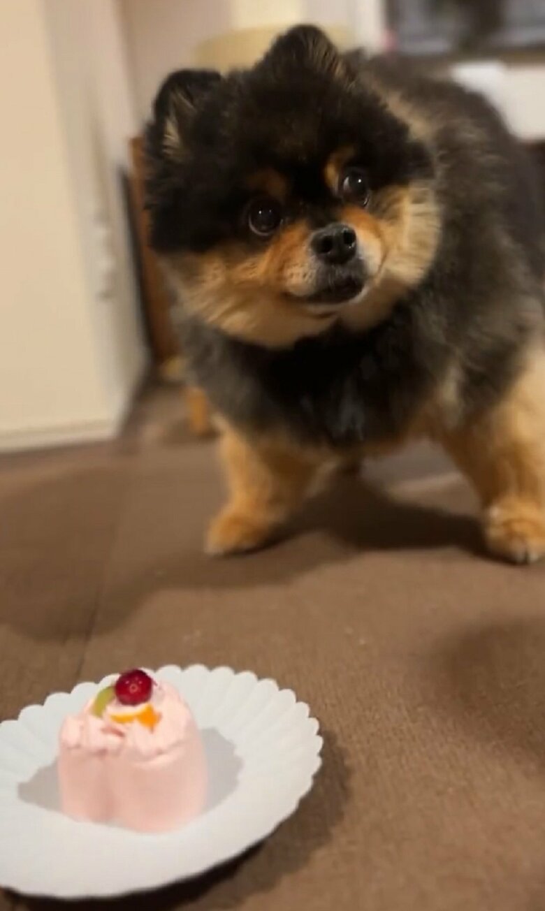 ちらりと飼い主さんを確認