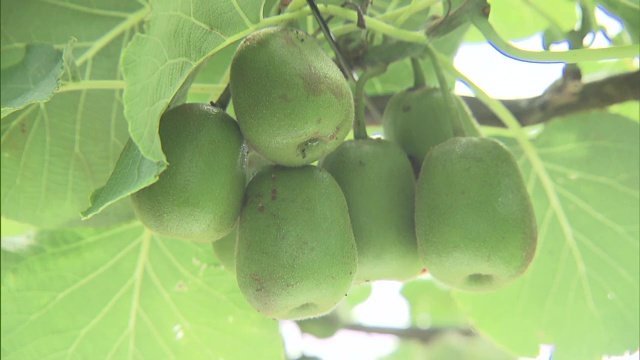 大熊町のかつての特産品「キウイ」