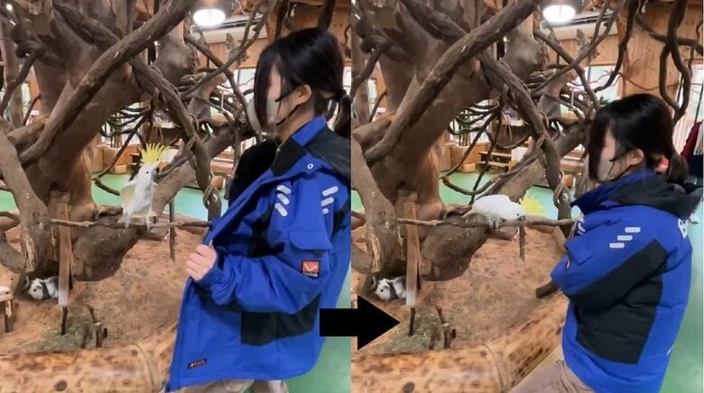まるでダンス？体を起こすだけでなく羽を軽く広げている！（提供：長崎バイオパーク）