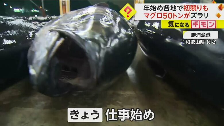 和歌山県の勝浦漁港に並んだキハダマグロ