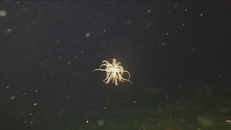 先ほどのイソギンチャクのようなもの…その前の姿を見るとエイリアンのような姿