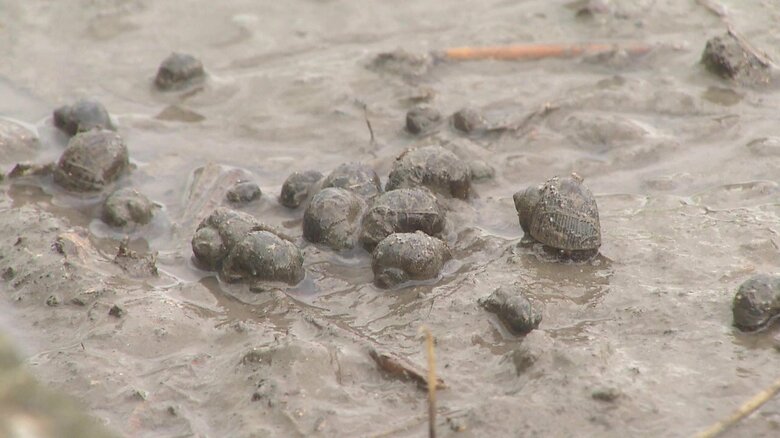 田んぼにジャンボタニシが大量発生