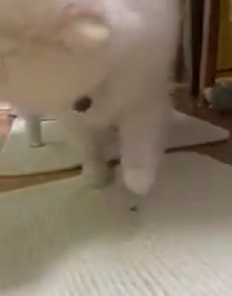 怖いもの無しのチキンちゃん　虫と格闘