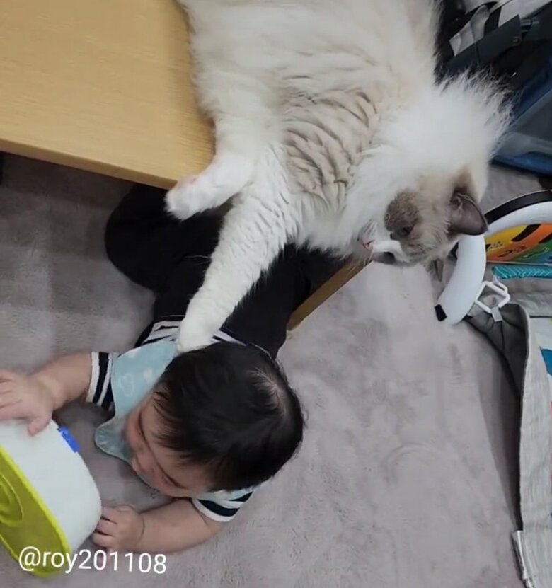 提供：ロイ(Roy)くん@ラグドールさん