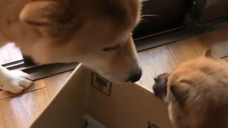 2匹が初対面をしたとき