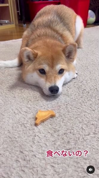 提供：柴犬ゆきちゃん