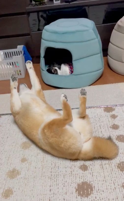 提供：うにさん