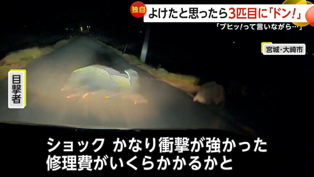 修理費いくらかかるかと…」イノシシ3匹飛び出し車と衝突 早朝にシカと