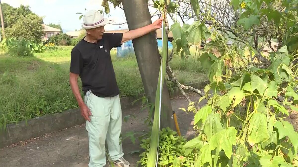 1m60cm超の「巨大ヘチマ」農家が趣味で育て…夢は“ヘチマ集落“？収穫後