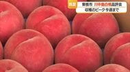 天候に恵まれ大玉で糖度乗る・夏の終わり伝える「川中島白桃」　シンガポールで販売　山形・東根市