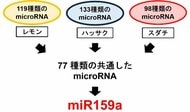 【広島国際大学】かんきつ類に含まれる微小カプセルの中身を解明