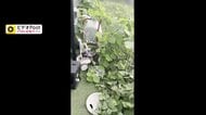 【悲痛】給湯器の内部まで…新築ホームに空き地から大量の草が侵食　“空き地の雑草トラブル”年に数千件相談も対処困難の現実