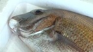 愛媛などの天然マダイ「逃げ出した養殖マダイと交雑」日本大などが研究　他地域と異なる遺伝的特徴【愛媛】