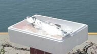 岩手大槌サーモン、今季初水揚げ　山林火災の影響なし「適した水温で飼育」