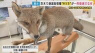 ネコと争う姿も　大阪では絶滅危惧種　市街地に出没するキツネ　都市での目撃増加に専門家も驚き