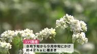 “新そば”は11月中に解禁　西日本有数の産地・豊後高田市で白くて可憐なソバの花見ごろ　大分