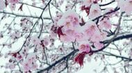 サクラもびっくり？大型連休に“記録的な雪”見ごろ迎えたエゾヤマザクラに白い帽子「寒いけれどすごくきれい」観光客も驚き…シバザクラのピンクのじゅうたんも一夜で雪の下に〈北海道北部〉