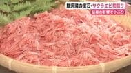 港に活気！駿河湾の宝石・サクラエビの秋漁始まる　初日は猛暑の影響で小ぶりのものが多く