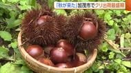 【秋の味覚】ホクホク！“クリ”の出荷最盛期に「素朴な優しい甘み」　おいしいクリを見分けるポイントは“ツヤ”　新潟・加茂市