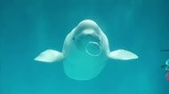 初めての「アクアス生まれ」シロイルカ「シーリャ」天国へ　バブルリングで一躍人気者に（島根）