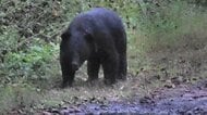 「何度見ても怖い」人を恐れず逃げないクマ　漁港で目撃されたクマは停泊の船から海中へ逃走