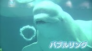 “島根のおじさま”で全国にファンも…水族館を支えた人気者シロイルカの「ケーリャ」天国へ【島根発】