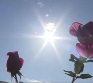 「12月なのに上着いらず？」近畿各地で20度超えが続出 大阪市は20.8度を観測　驚きの声が相次ぐ“季節外れの暖かさ”