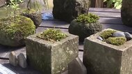 素朴ながら独特の風合い『札幌軟石』の鉢と植物が味わい深く調和～百合が原公園で展示会“ミニ盆栽”風の作品も落ち着いた雰囲気…9月6日まで〈北海道札幌市〉