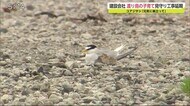 「元気に巣立って」建設会社が渡り鳥の子育て見守り 工事を延期【佐賀県佐賀市】