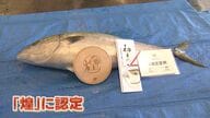 能登の天然寒ブリ「煌」（きらめき）“初認定”の落札額は驚きの“400万円”！【石川発】