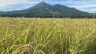 お米の高値はいつまで続く？下がるのは来年秋口の可能性も…今後の価格を左右する鍵と国産米の未来