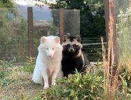 まるで記念撮影!? 仲良し「白黒タヌキ」が寄り添うレアショットが話題　グッズも制作【長野発】