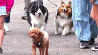 【わんわんパトロール隊】愛犬との散歩中に見回りパトロールを実施―隊長は警察犬の元指導手！声かけ事案多発時期に向けて登下校中の子どもたちやお年寄りを見守る〈北海道・石狩市〉