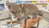 ネコと争う姿も　大阪では絶滅危惧種　市街地に出没するキツネ　都市での目撃増加に専門家も驚き