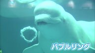 “島根のおじさま”で全国にファンも…水族館を支えた人気者シロイルカの「ケーリャ」天国へ【島根発】