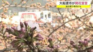 大船渡市が開花宣言 桜の便り県内にも<岩手県>