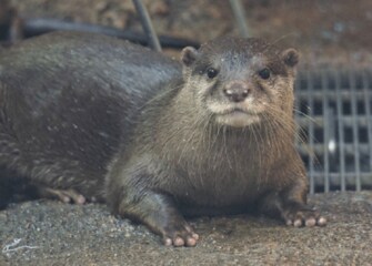 ロープをくわえて回転し続けるコツメカワウソがすごい 目は回らないの 飼育員に聞いた