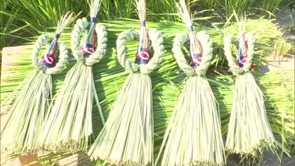 早くも正月飾りの準備…県北部の作州地方に伝わる「作州飾り」用のイネ刈り最盛期　唯一の継承者【岡山】