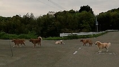 ドラレコが捉えた“複数の茶色い影”　5匹の犬が道路の真ん中に居座る　県は近づかず保健所に連絡するよう呼びかけ　佐賀