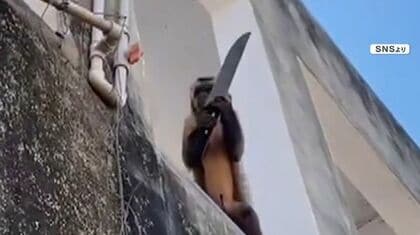「刃物ザル」がブラジルに　1週間逃走し刃物を研ぐ仕草も…野生の逆襲？